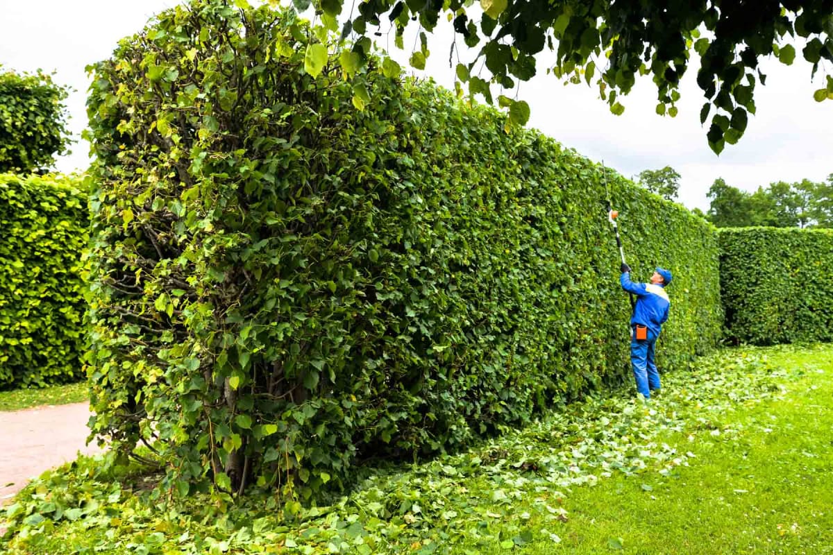 How much does hedge trimming cost?