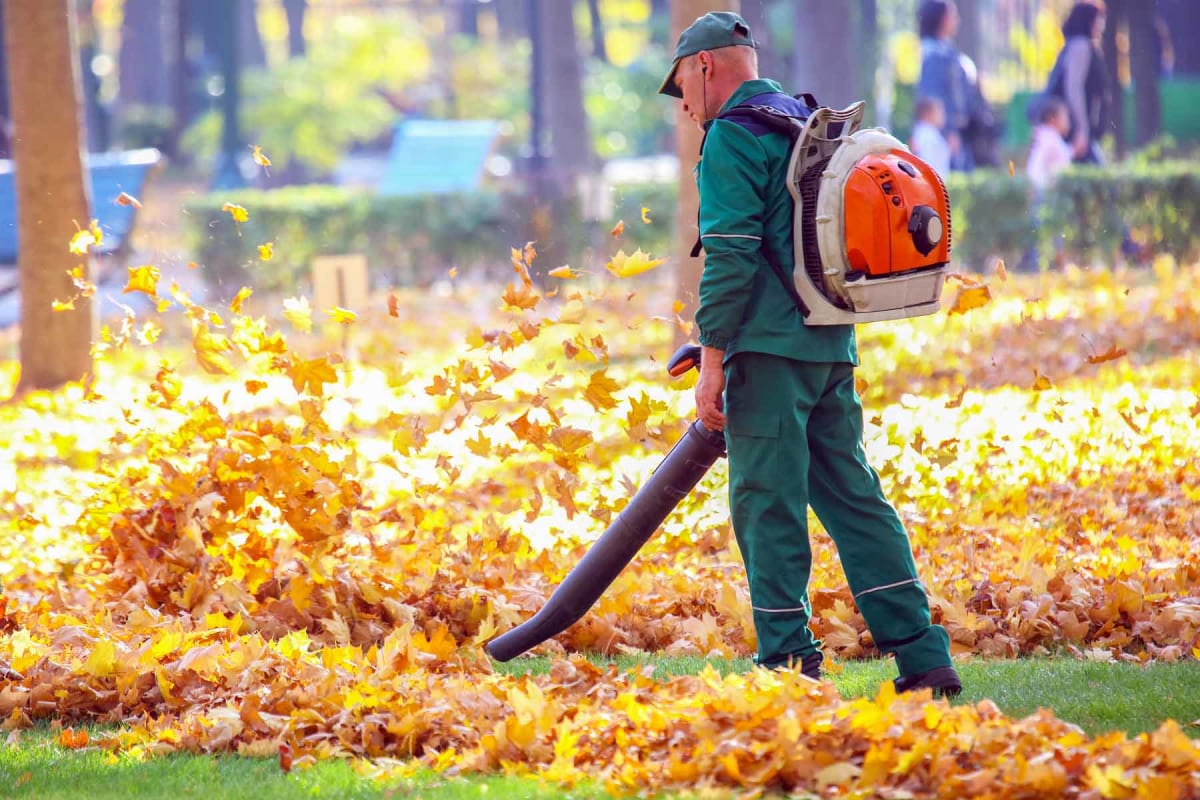 For a healthier yard, leave the leaves - The Current