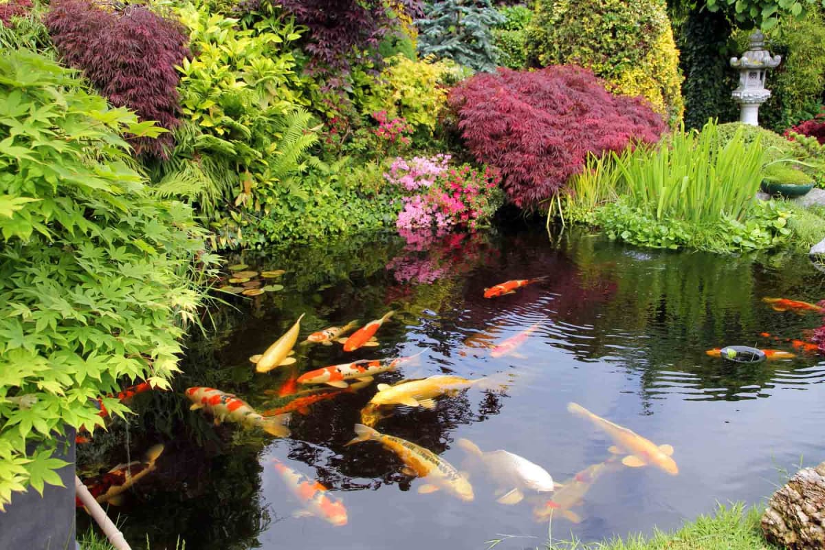 How much does a koi pond cost?