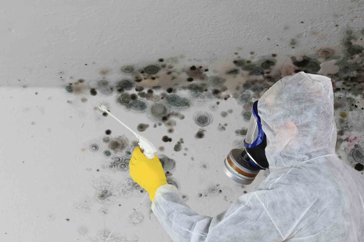 Mold Remediation Cost  Eliminating Mold in Household