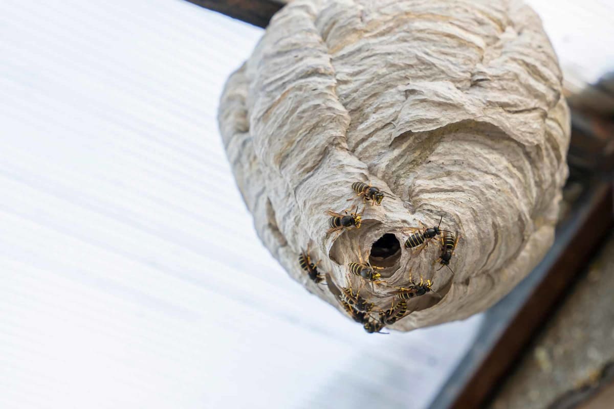 How much does wasp or hornet nest removal cost?