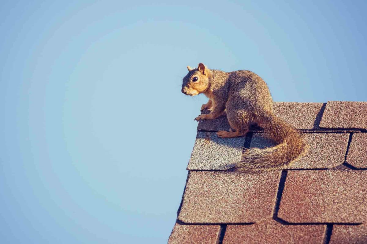 Squirrel Removal Example Using One Way Doors 