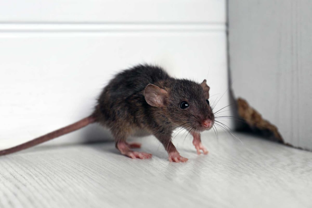 How Much Does A Mice Exterminator Cost? (2024)