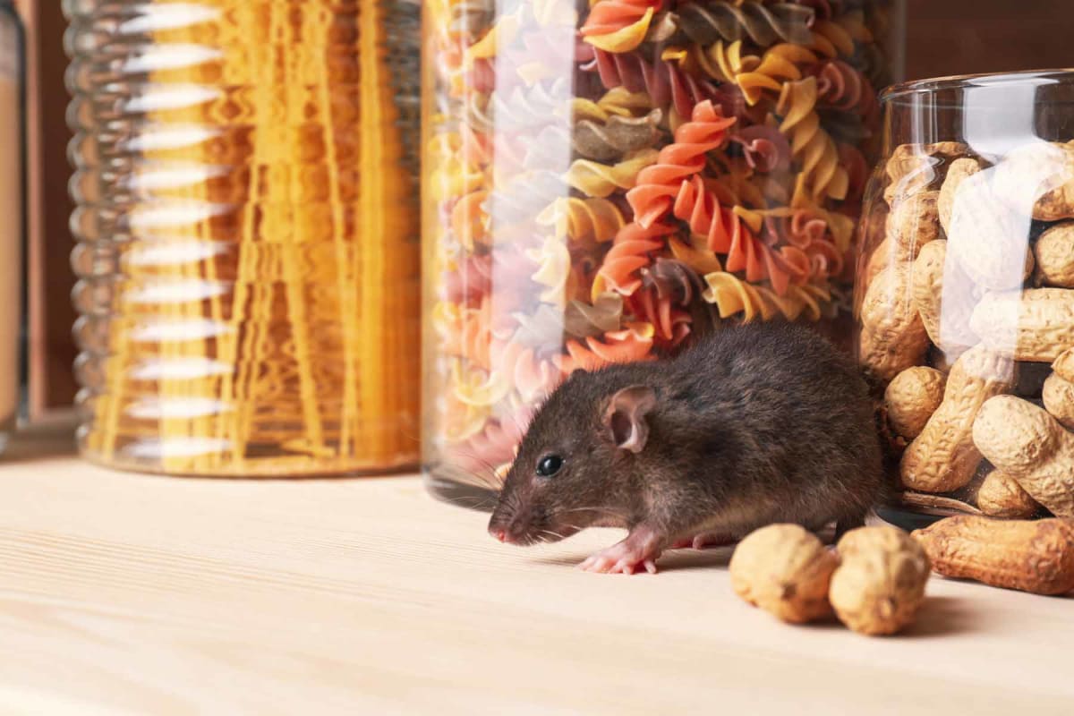 Rat Exterminator Cost - A Complete Guide to Rodent Extermination