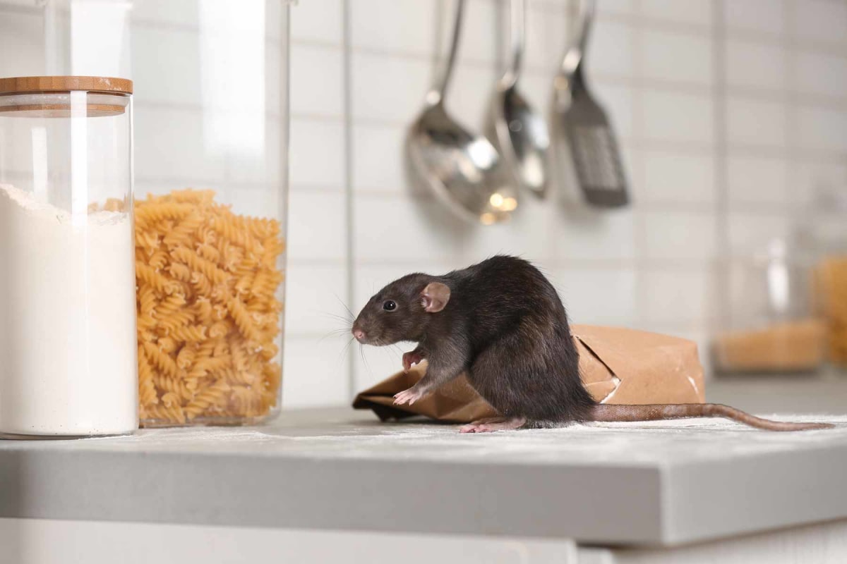 How much does rodent removal cost?