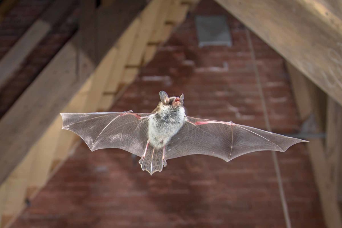 How much does bat removal cost?