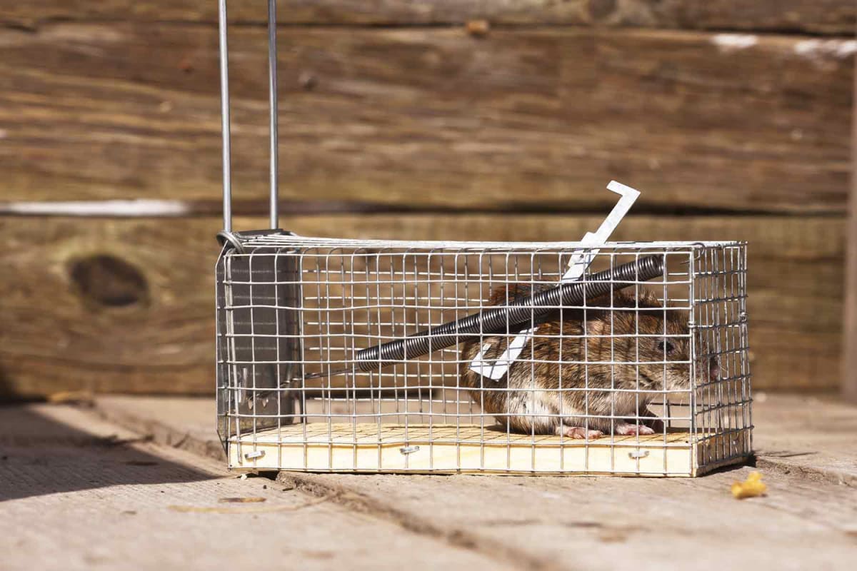 Be careful using one-way doors to remove wildlife