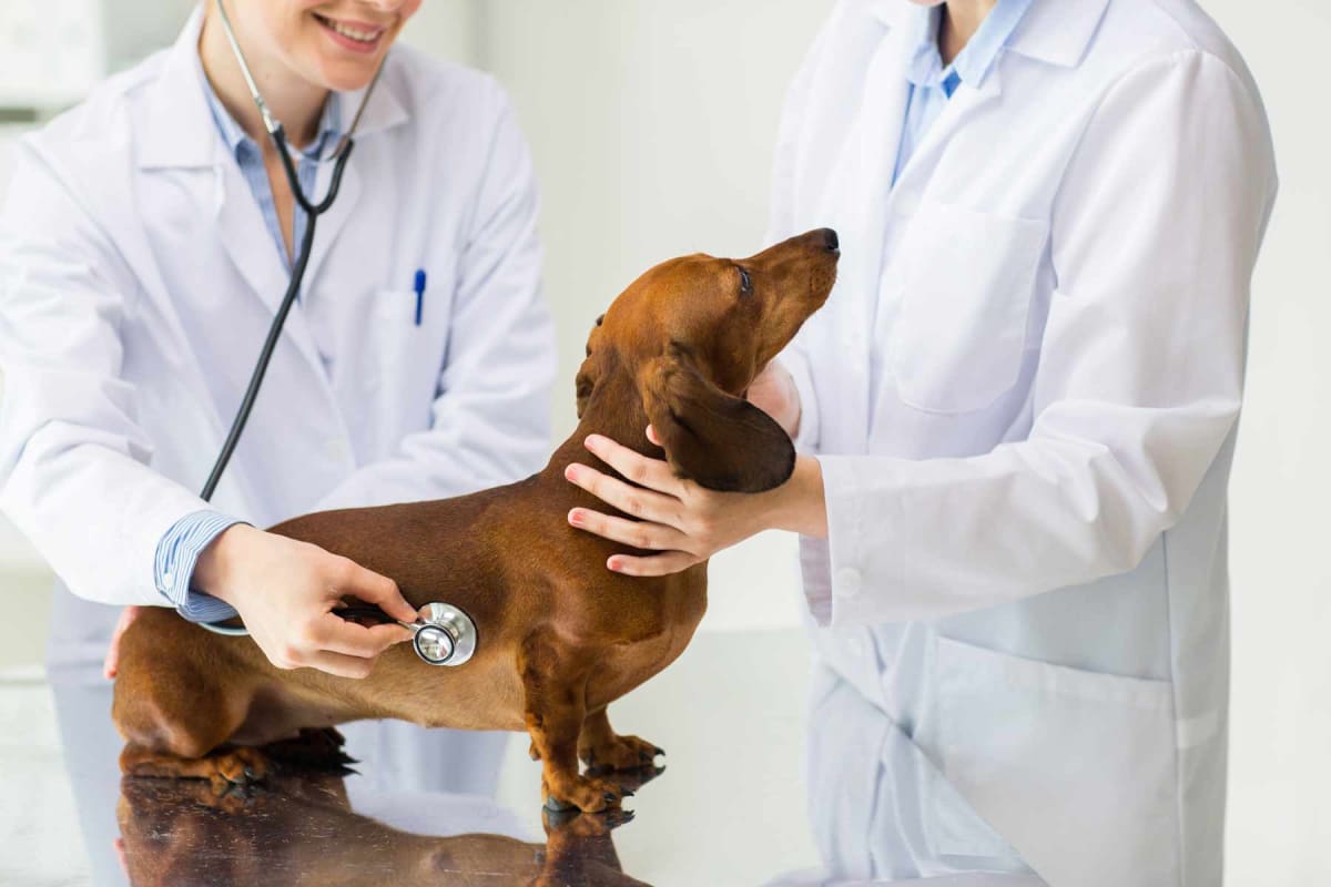 How much does slipped disc surgery for a dog cost?