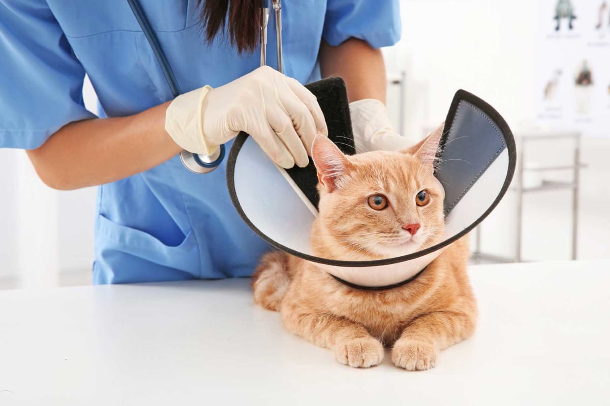 How much does it cost to spay or neuter a cat?