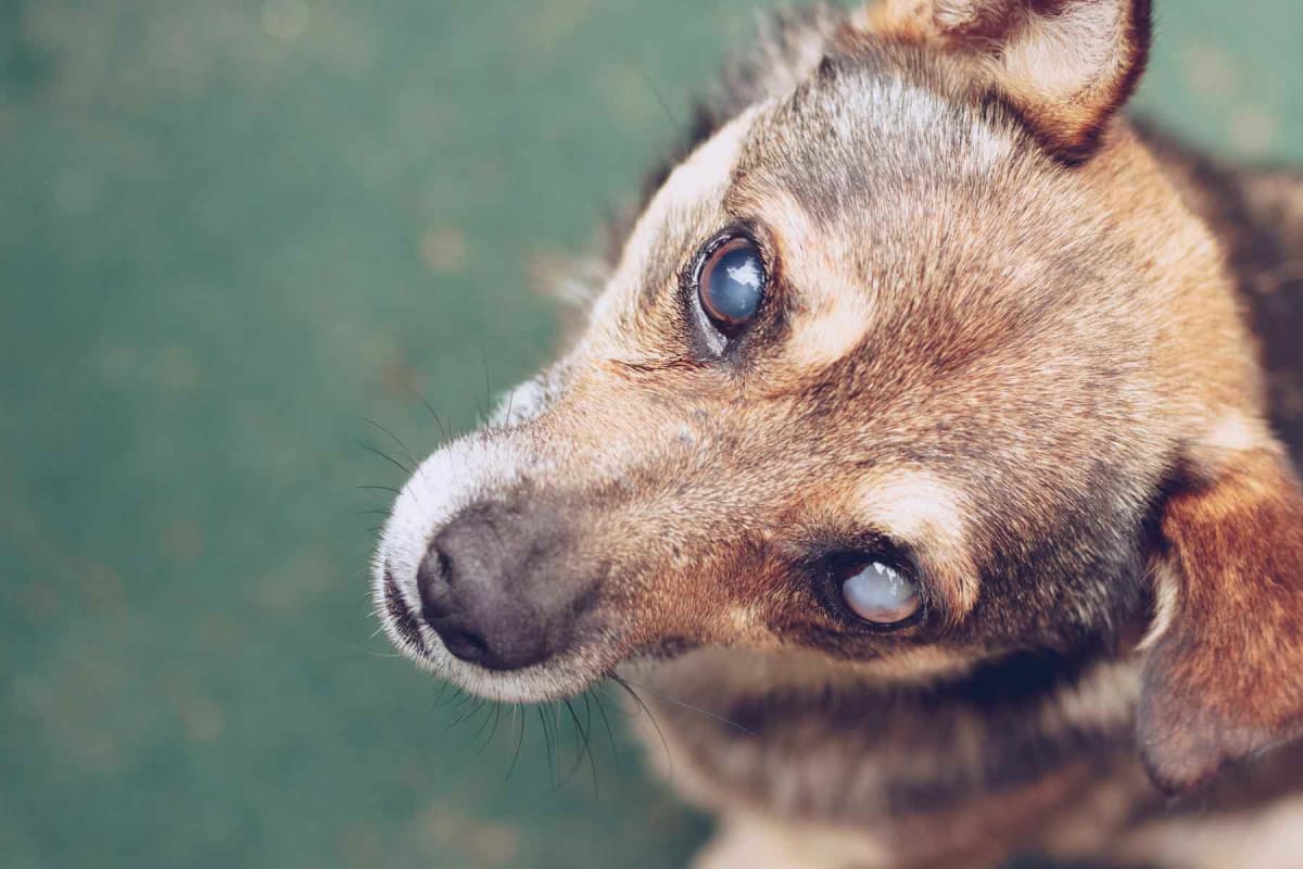 How much does dog cataract surgery cost?