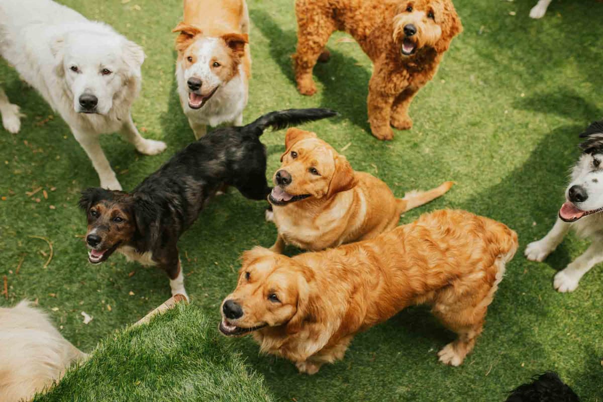 How much does doggy daycare cost?