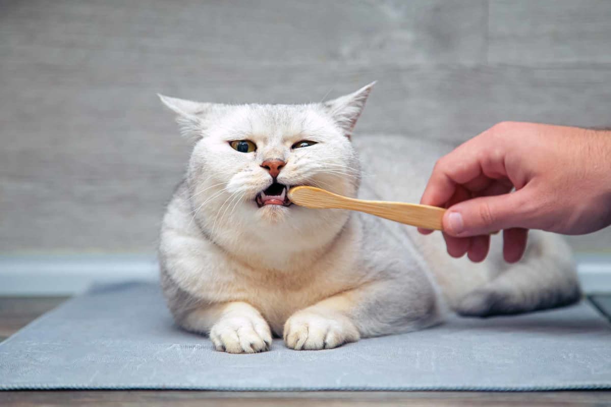 How much does cat teeth cleaning cost?