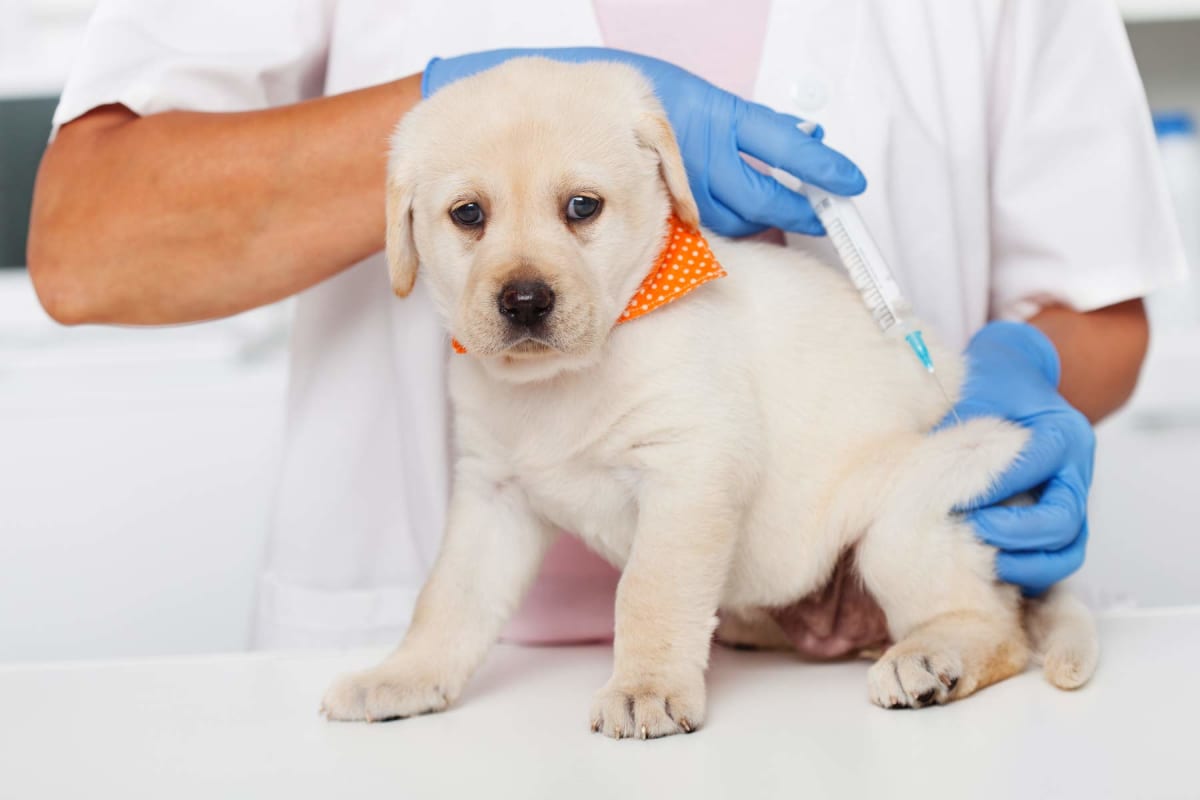 How much do dog vaccinations cost?