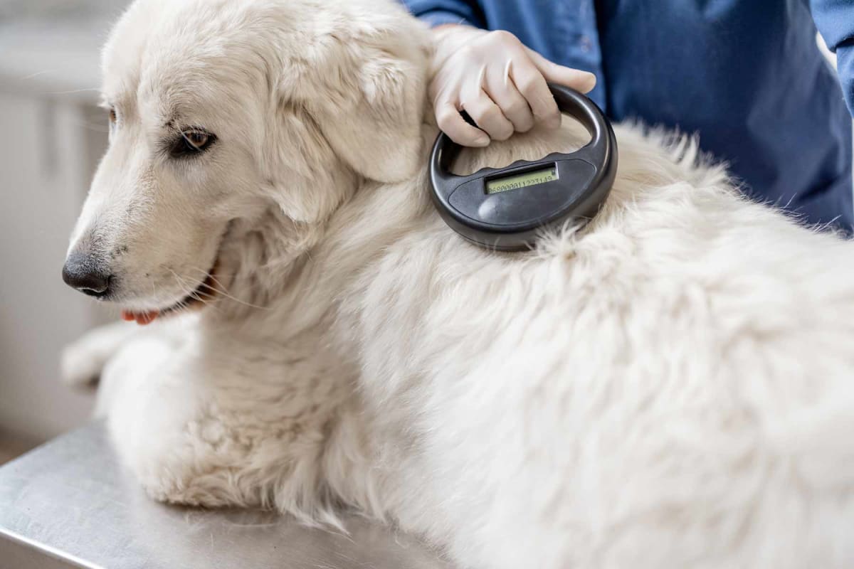 How much does it cost to microchip a dog?