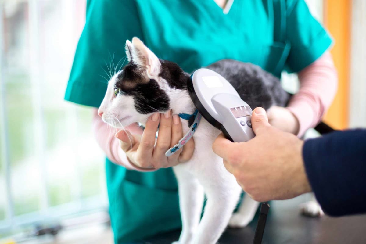 How much does it cost to microchip a cat?