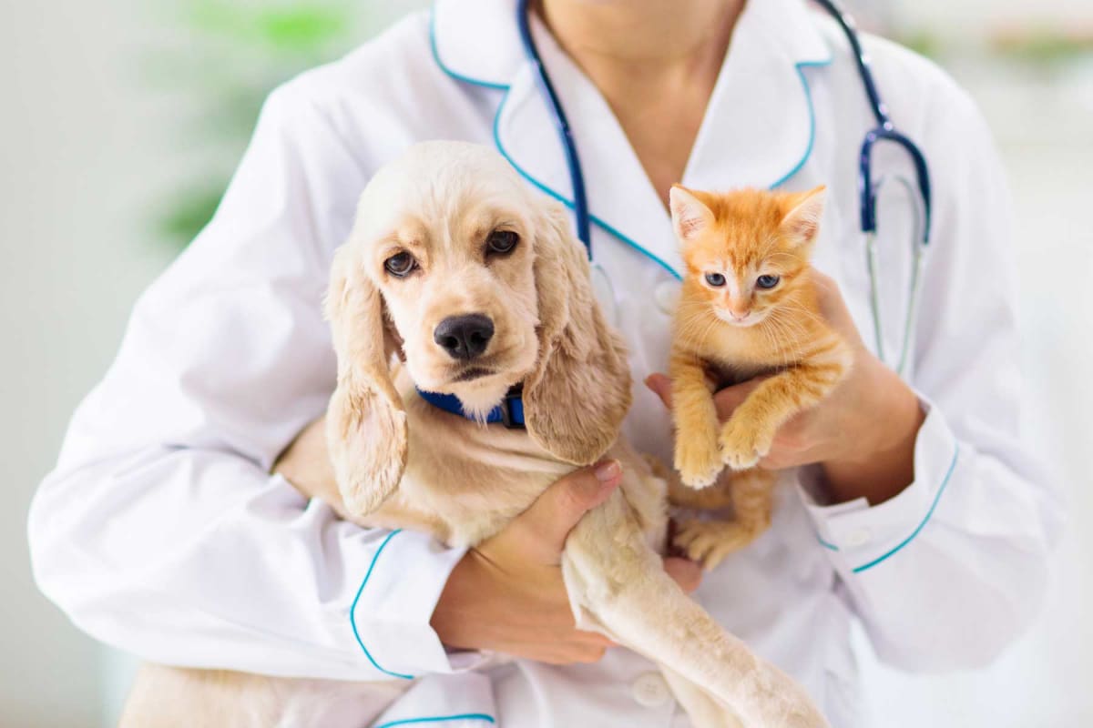 How much does a vet visit cost?