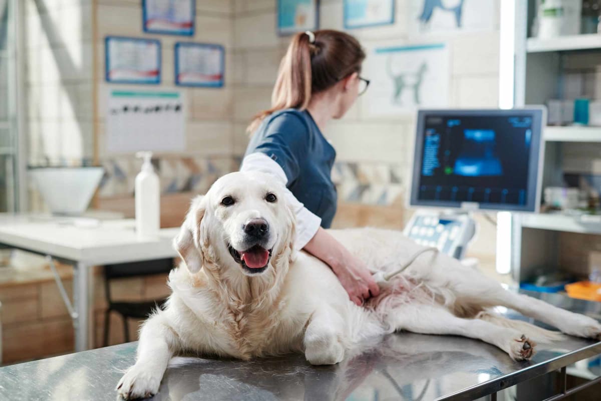 How much does a dog ultrasound cost?