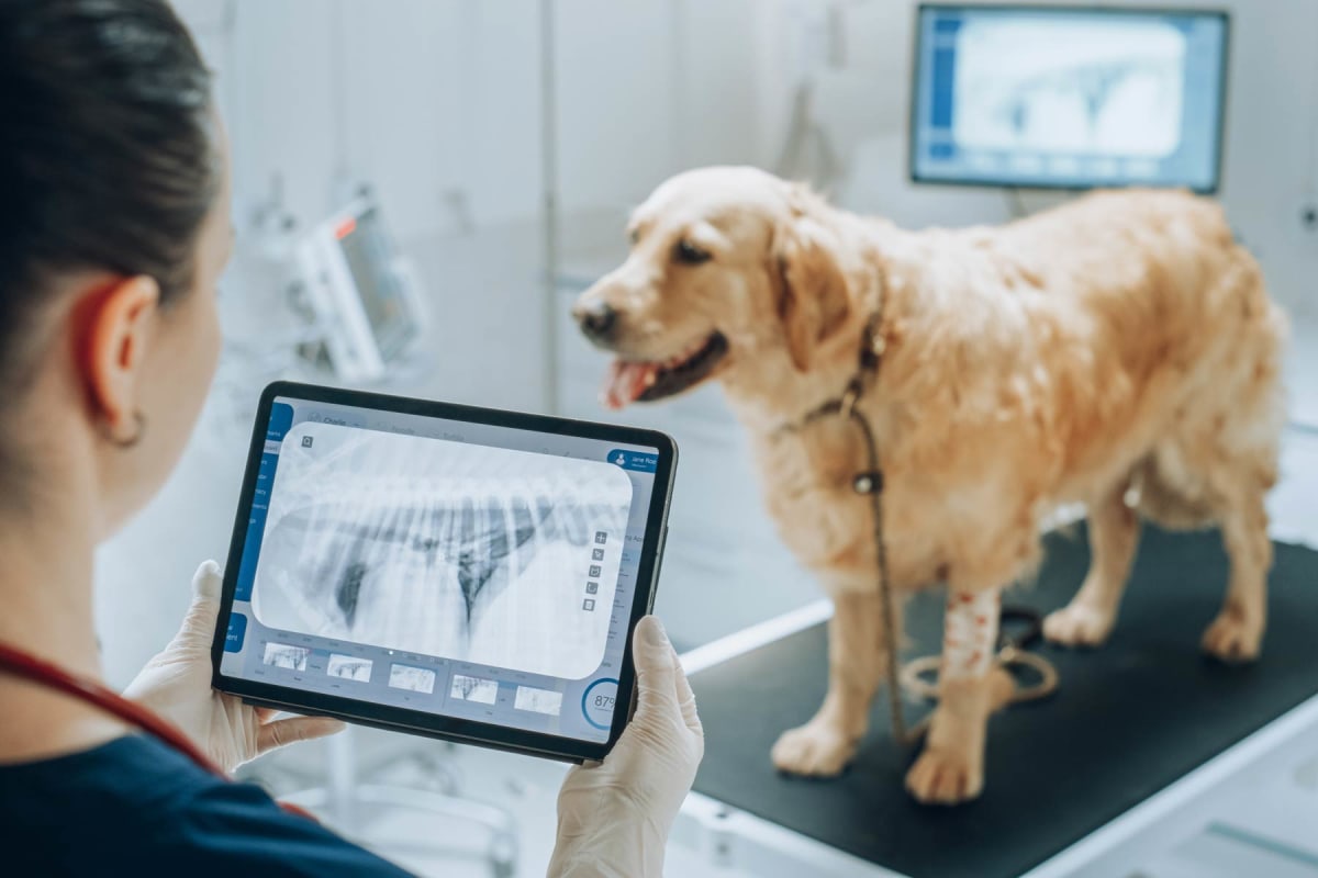 How much does a dog X-ray cost?