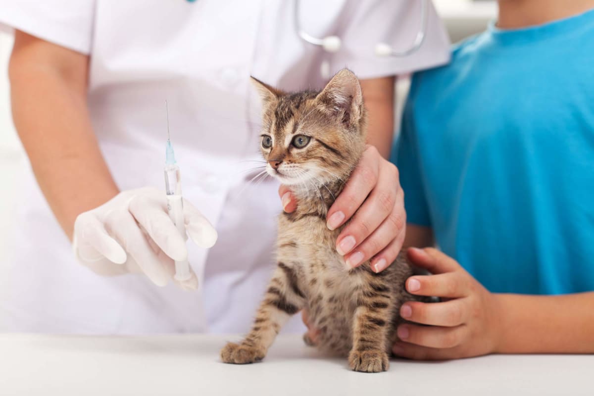 How much do cat vaccinations cost?