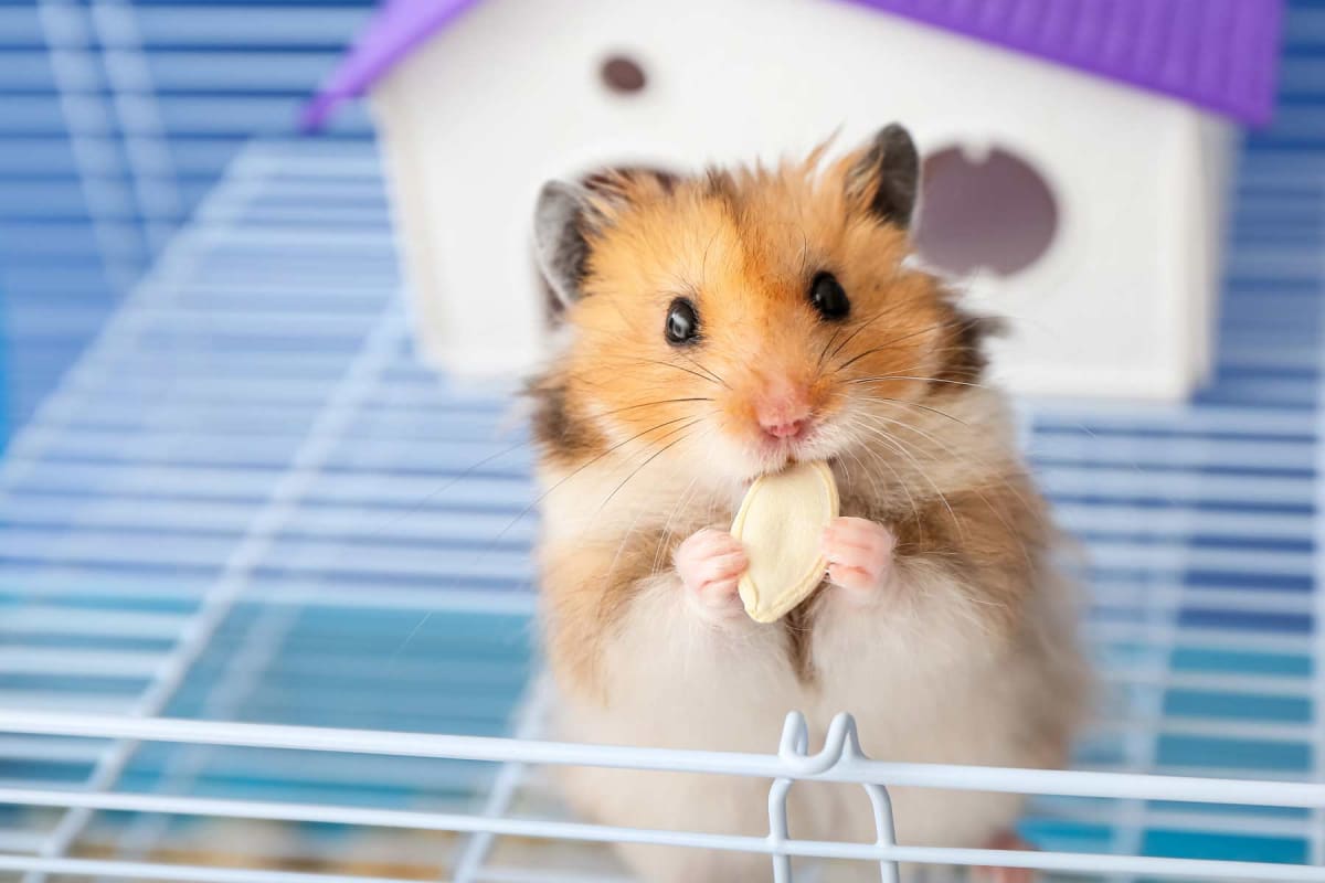 How much does a hamster cost?