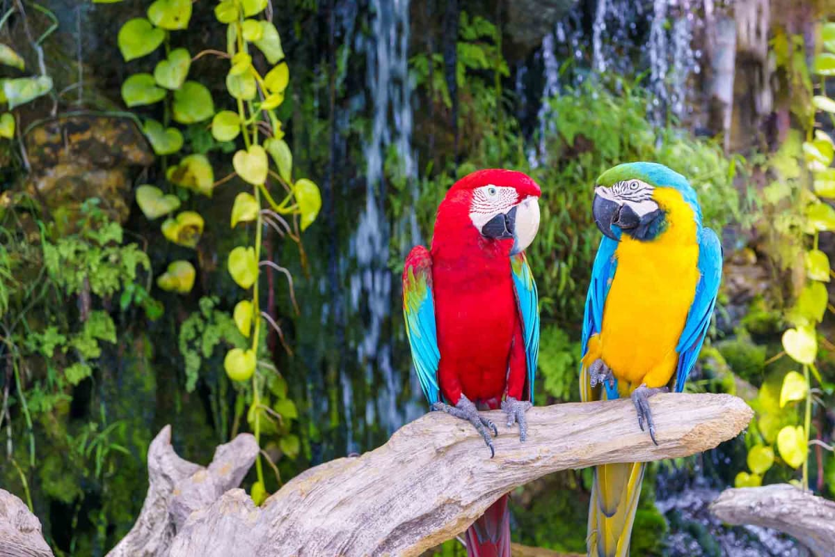 How much does a parrot cost?