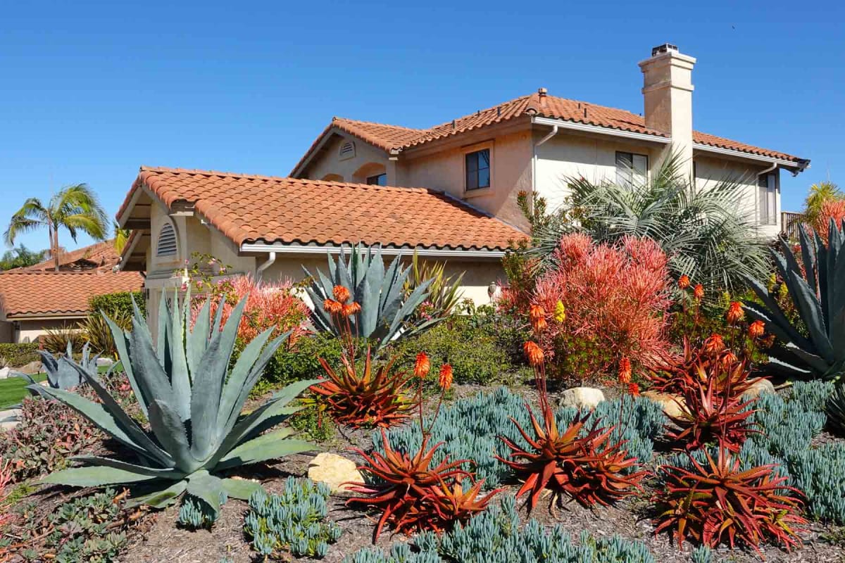 Xeriscape Ideas to Transform Your Yard 