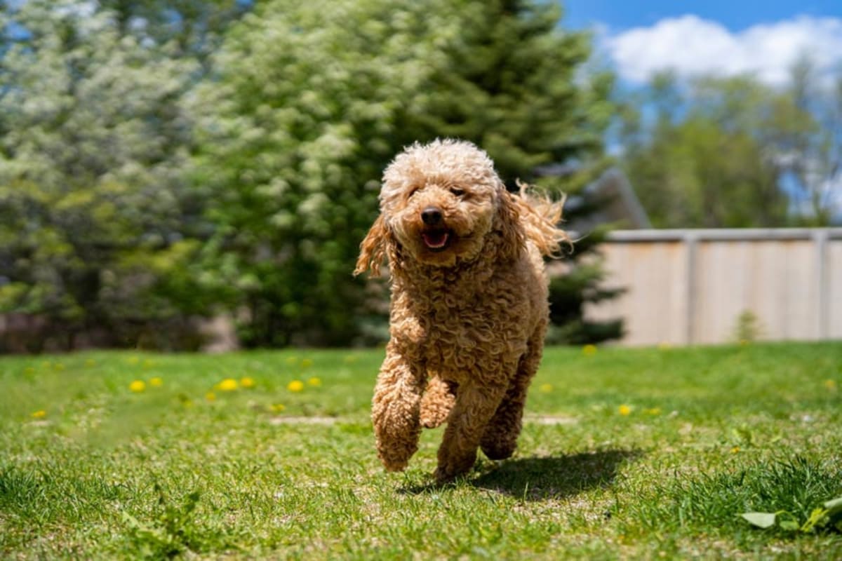 How much does luxating patella dog surgery cost?