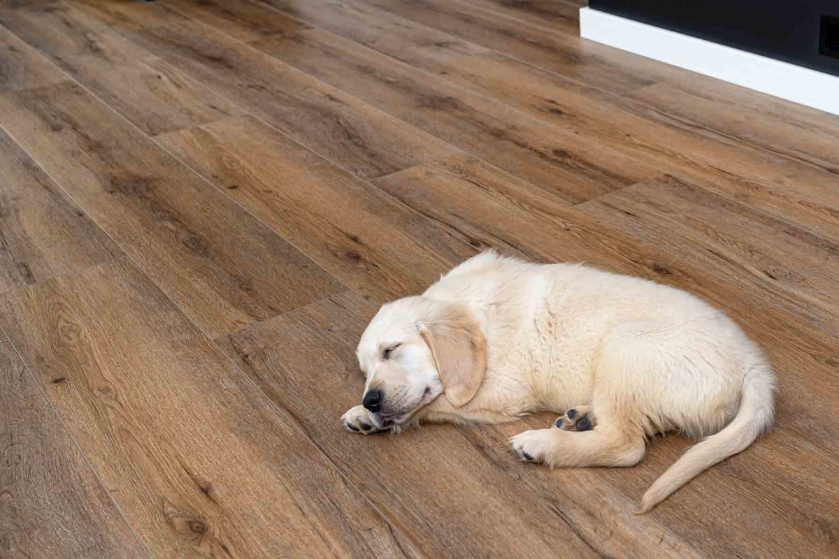 The Best Flooring for Dogs