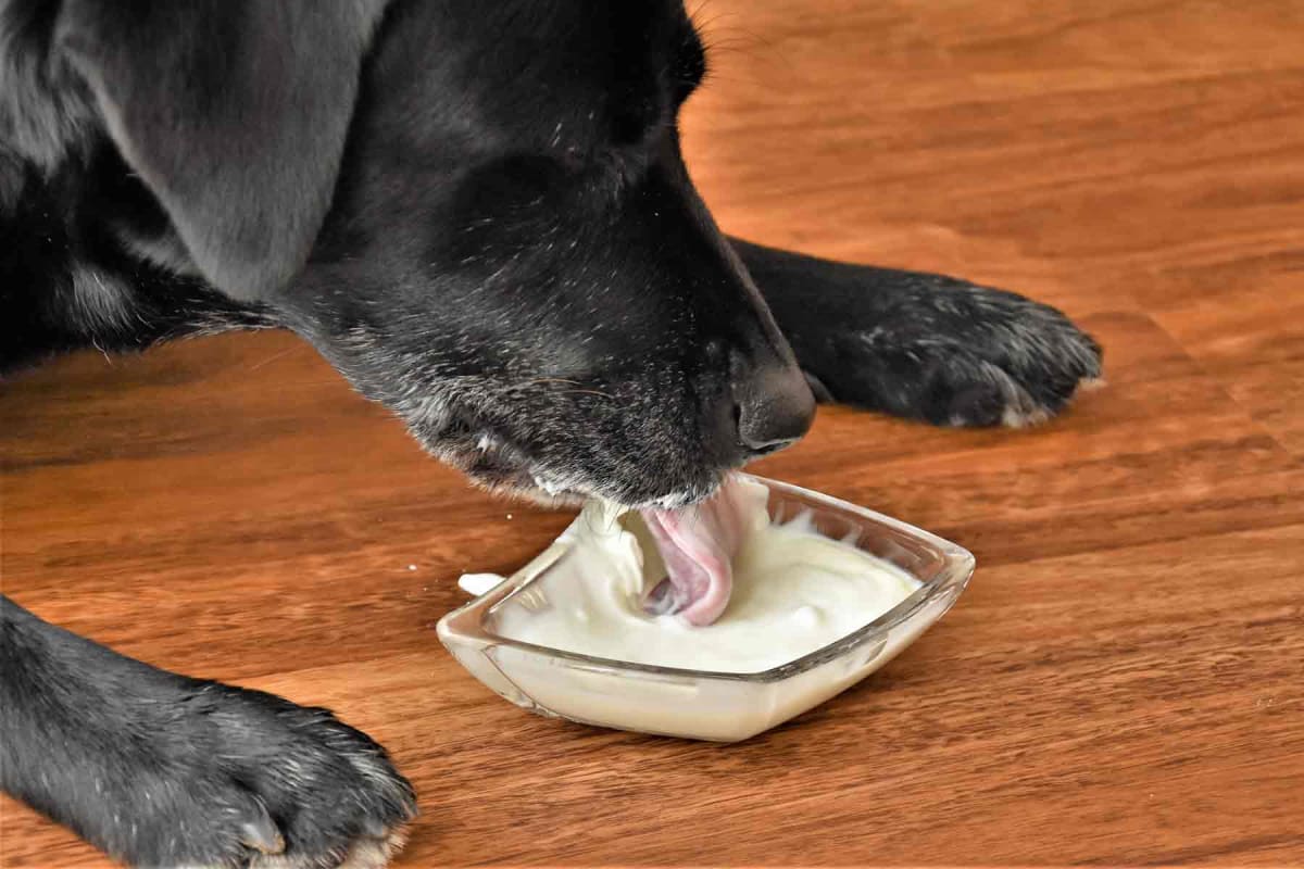 Can dogs eat yogurt?
