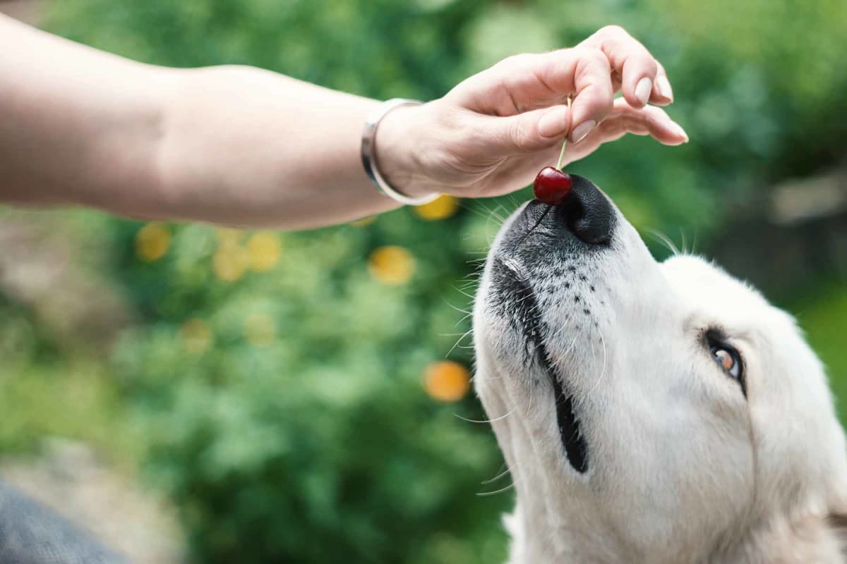 Can dogs eat cherries?