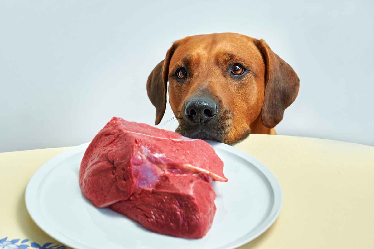 Can dogs eat raw meat?