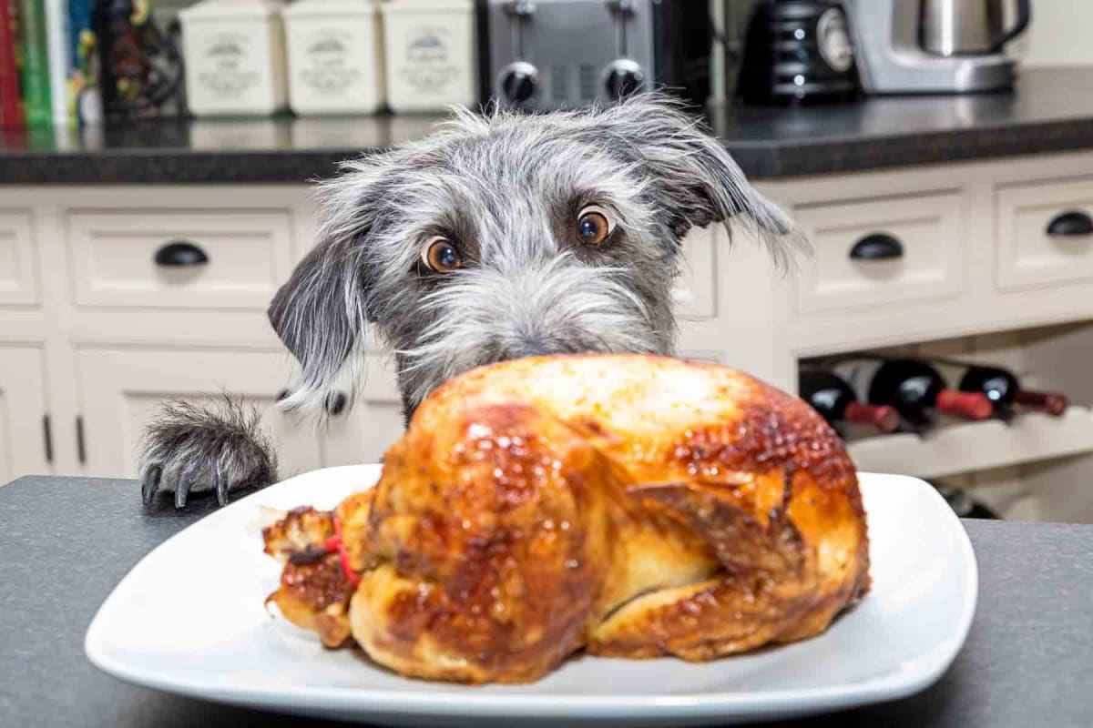 Can dogs eat turkey?