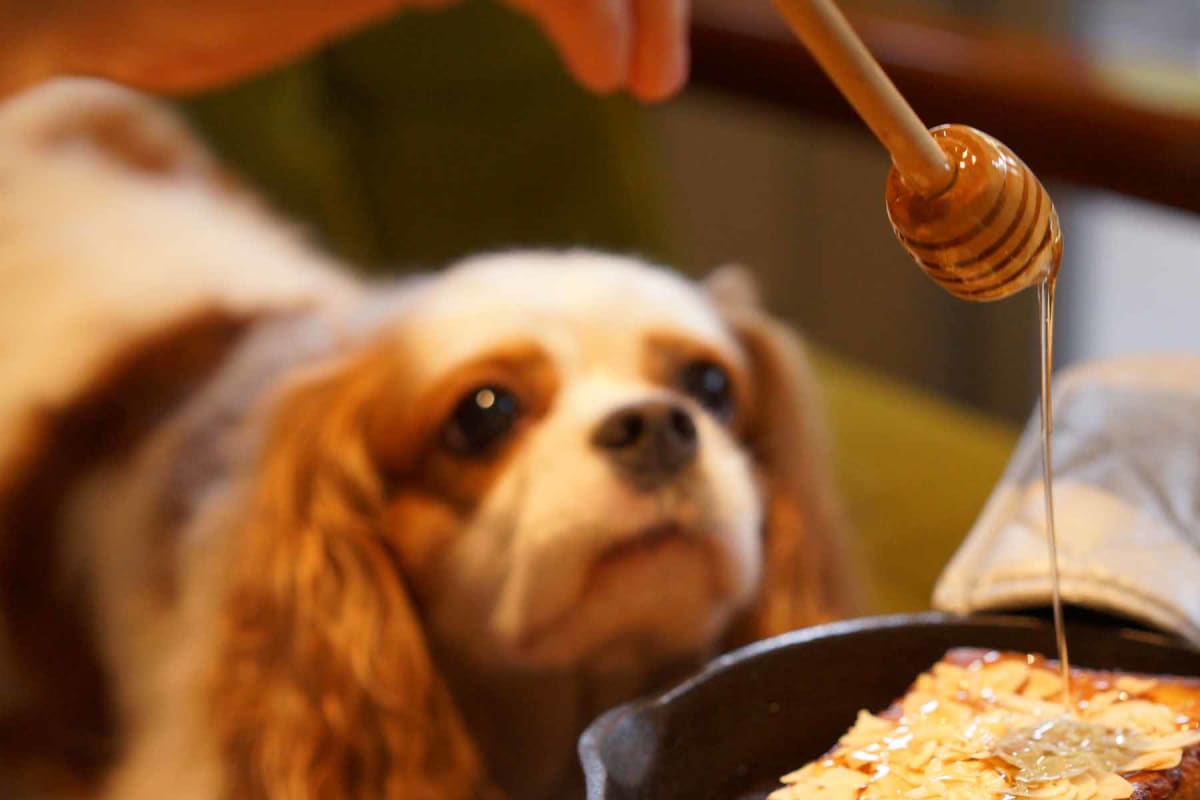 Can dogs eat honey?