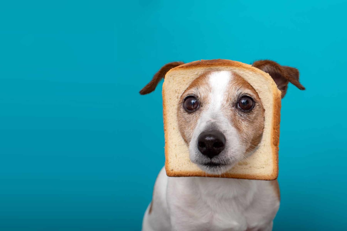 Can dogs eat bread?