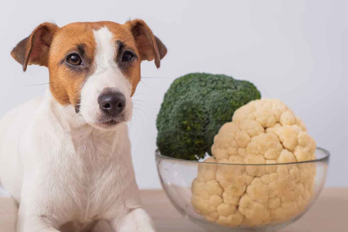 Can dogs eat cauliflower?