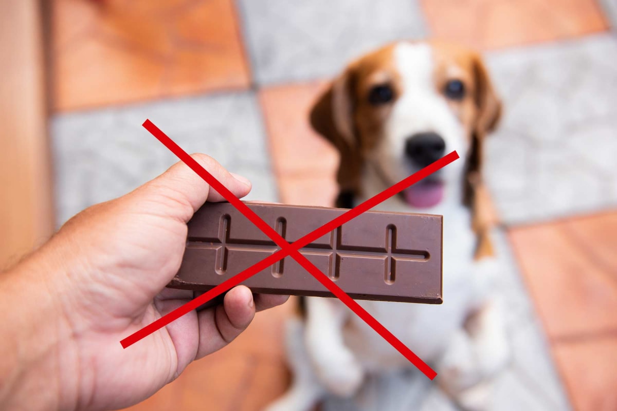 Can dogs eat chocolate?