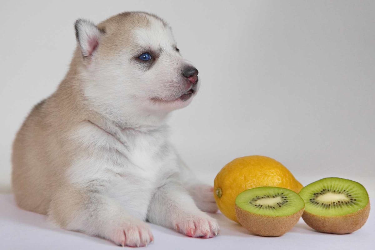 Can dogs eat kiwi?