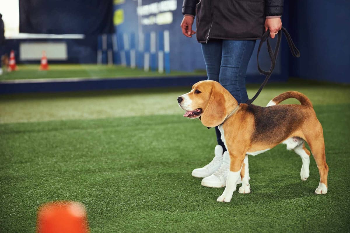How to Become a Dog Trainer: A Comprehensive Guide