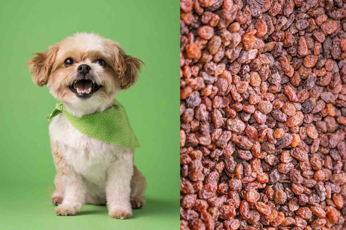 Can dogs eat raisins?