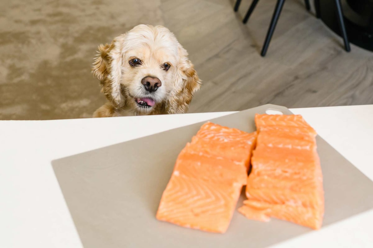 Can dogs eat salmon?