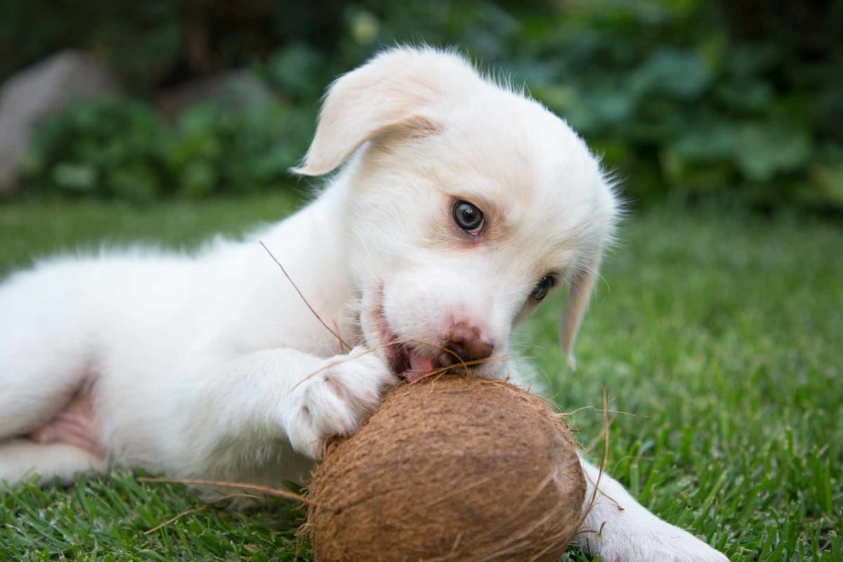 Can dogs eat coconut?