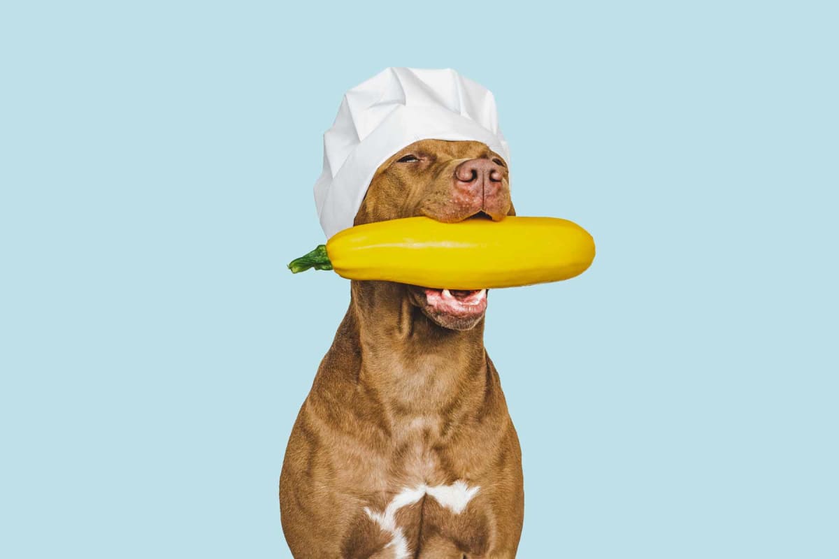 Can dogs eat squash?