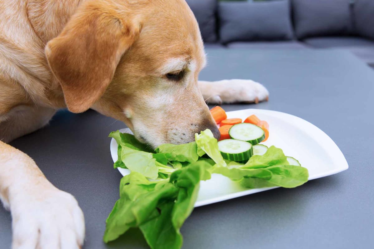 Can dogs eat lettuce?