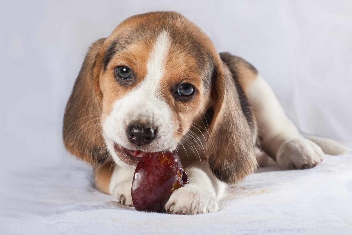 Can dogs eat plums?