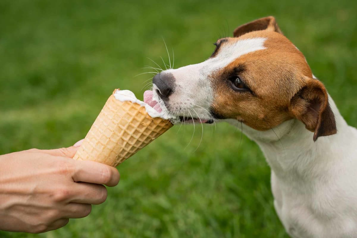 Can dogs eat ice cream?