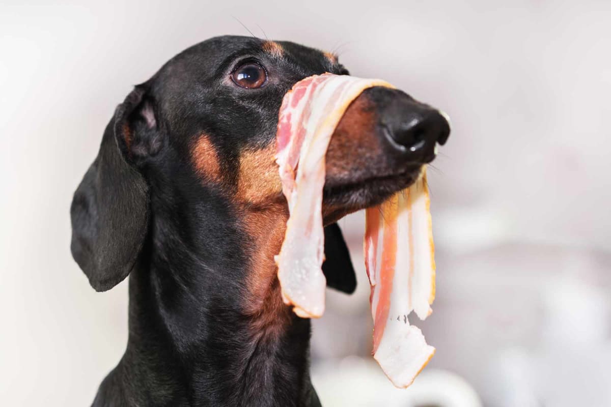 Can dogs eat bacon?