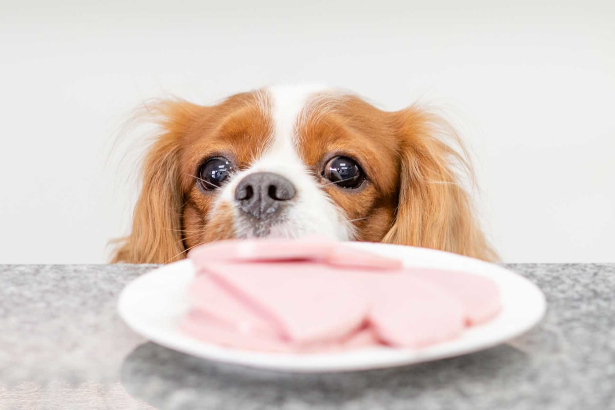 Can dogs eat ham?