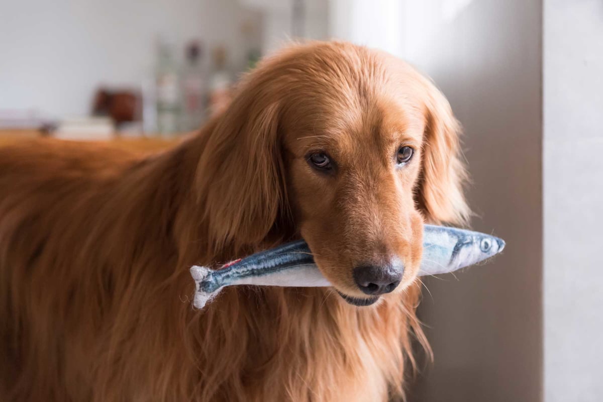 Can dogs eat fish?