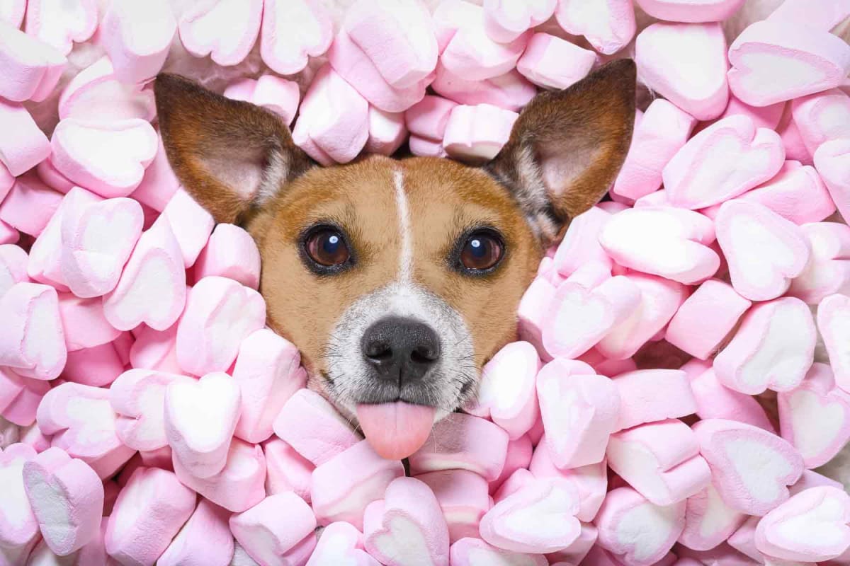 Can dogs eat marshmallows?