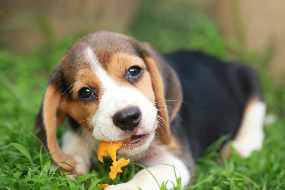 Can dogs eat papaya?